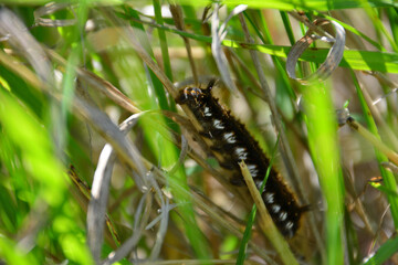 A caterpillar is among the grass that is green, close-up  
