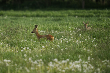 Rehe auf einer Wiese