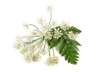 Schierling, Blüten und Blätter - Freigestellt