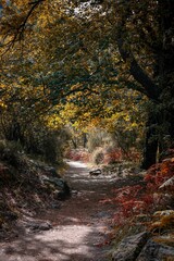 Beautiful shot of a path covered with rocks in a forest with colorful autumn trees
