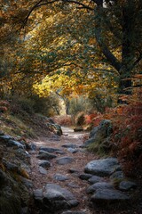 Beautiful shot of a path covered with rocks in a forest with colorful autumn trees