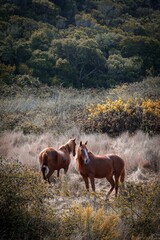 Vertical of two graceful mustang horses captured in a natural environment with flowering plants