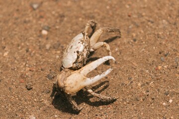 Closeup shot of a crab on a sandy beach on a sunny day