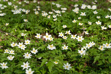 Spring awakening of flowers and vegetation in the forest on background of the sunset shine, shallow depth of field.