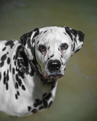 Vertical shot of a cute Dalmatian dog swimming in the waters of a river during the daytime