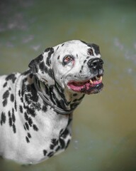 Vertical shot of a cute happy Dalmatian dog swimming in the waters of a river during the daytime