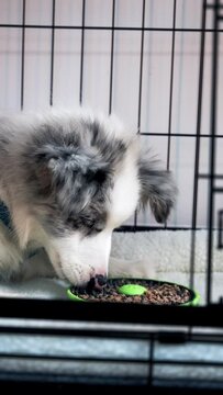 Slow motion of an adorable and cute puppy playing with her new toy in the cage