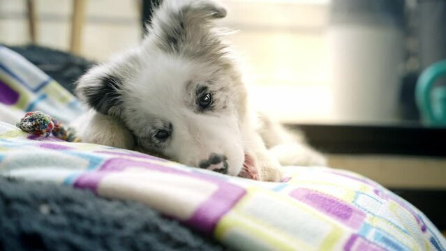 Closeup video of a Border Collie puppy playing with a bone on the bed