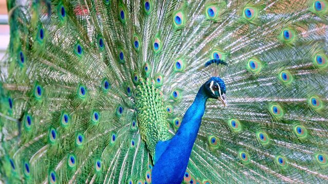 Elegant male peacock with fanned train to attract female, courtship display