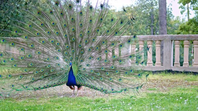 Striking courtship ritual of male peafowl attracting female attention