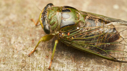 Details of a green cicada perched on a brown tree.