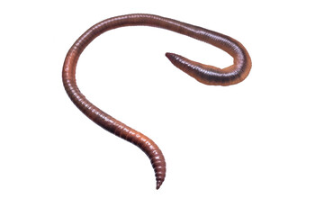 Lumbricus terrestris on a transparent isolated background. png