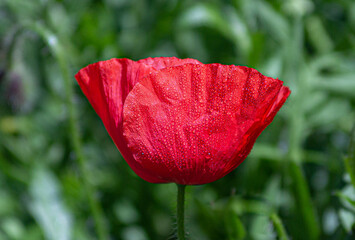 red poppy flower