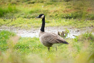 Gooses standing in a grassy field near a tranquil pond, searching for food