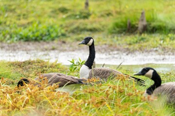 Geese standing in a grassy field near a tranquil pond, searching for food