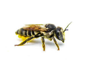 Flat tailed Leaf cutter Bee - Megachile mendica - also called leafcutter, mason, orchard or cuckoo...