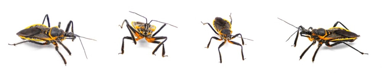 bee assassin - Apiomerus crassipes - is an insect that feeds on bees and ants while waiting on or near flowers, blooms or blossoms.  isolated on white background four views