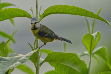 Blaumeise mit Raupe im Schnabel