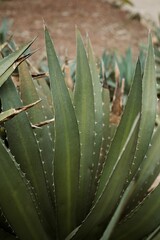 Obraz premium Beautiful closeup view of aloe vera plant's leaves