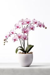 Fototapeta na wymiar Flowers orchid on white background in the flower pot