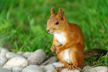 Naklejka na ściany i meble Closeup of a cute red squirrel on green grass