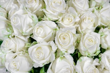 Fototapeta na wymiar Natural background of beautiful white roses, nature background