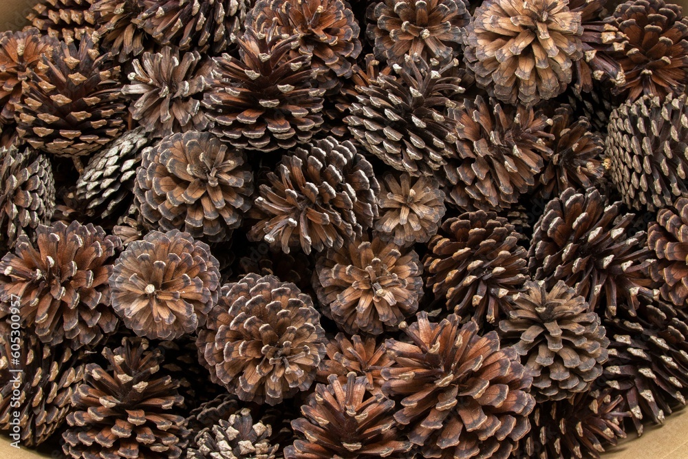 Sticker Beautiful, vibrant photograph of a pile of freshly gathered pine cones, ready for purchase