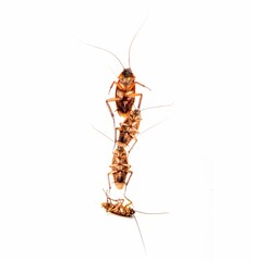 four cockroaches on a white surface