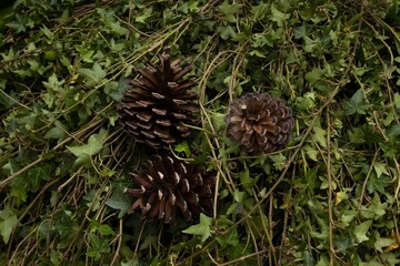 a group of pine cones sitting in some green plants and ivy