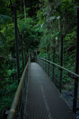 Puente dentro del bosque