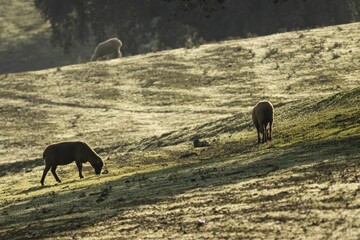 Fototapeta na wymiar Herd of sheep (Ovis aries) grazing in a green field on a summer day