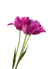 Purple tulips flowers, isolated, isolated png