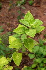 Traditional homemade Mexican mint or karpuravalli in India.