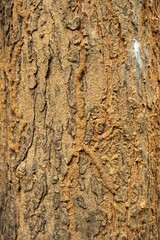 Closeup of Termite Nest On Bark Of Tree