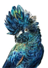Watercolor illustration of a parrot - red tailed black cockatoo - with purple yellow and blue feathers © Мария Тарасова