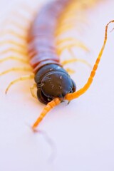 Closeup of a Giant Desert Centipede with an orange neck and legs
