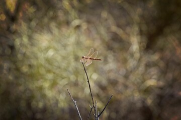 Selective focus of a Variegated Meadowhawk dragonfly sitting on a thin branch