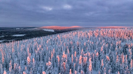 snowy trees and tunturi mountains in Syote, Finland 01 - obrazy, fototapety, plakaty
