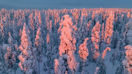 Pink snow covered tree, in middle of snowy forest