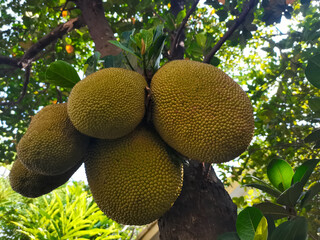 Jackfruit fruit still attached to the tree, in a jackfruit plantation in Thailand, The jackfruit tree belongs to the Moraceae tribe; its scientific name is Artocarpus heterophyllus