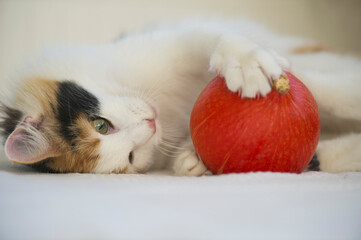 Norwegische Waldkatze spielt mit einem Hokaido Kürbis © Heidi Bollich