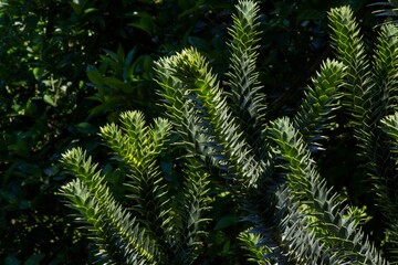 Fototapeta na wymiar Branches of Araucaria araucana tree with needle-like leaves
