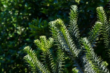 Branches of Araucaria araucana tree growing in Batumi botanic garden