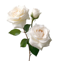 white rose created with Generative AI