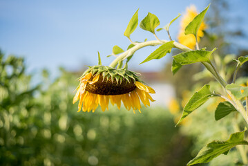 Yellow sunflower against green meadow background, macro.