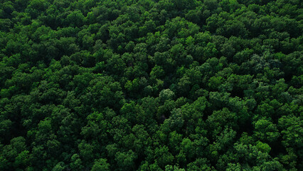Green forest in summer with a view from above.Spring birch groves with beautiful texture.