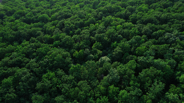 Fototapeta Green forest in summer with a view from above.Spring birch groves with beautiful texture.