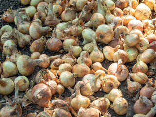 Closeup shot of dirty yellow onions on a on the ground under sunlight