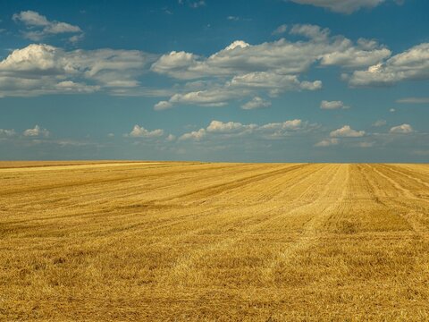 Scenic view of a yellow wheat field with a cloudy blue sky above