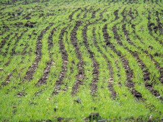 grass with small ridges in a green field and dirt tracks